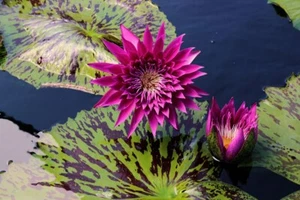 Red Dwarf Water Lily - pond plants water lilies aquatic plants water plants - Picture 1 of 3
