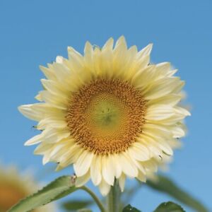 Sunflower - Procut White Lite - 10 Premium flower seeds - Beautiful ! Specialty 