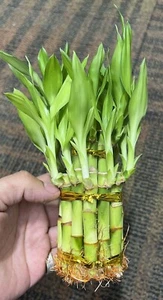Bamboo Plant Live Real plant Lucky Bambu Authentic - Picture 1 of 3