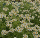 Feverfew, Spring Daisies, organic seeds, Biennial, cottage garden Traditional UK
