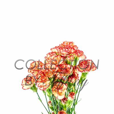 Mini Carnation Fresh Flower Long Lasting Vase Life Beautiful All Occasion 10s... • 24.95$