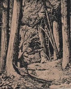 Redwood Forest Scratchboard Art 8 x 10 - Picture 1 of 1