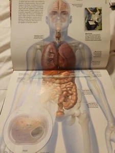 Human Body Insiders Book Detailed Pics Organs, Germs, Charts - Picture 1 of 7