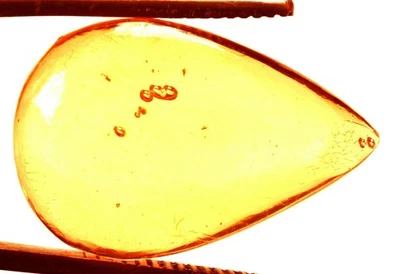 12.30 Cts. Natural Genuine Old Baltic Amber Untreated Certified Gemstone - Image 1 of 4