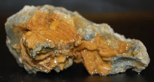 Antiguo Stock Espécimen Conglomerado de Fósil y Conchas de Coral Naranja Agatizado 9+ oz. - Imagen 1 de 8