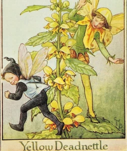 yelloow deadnettle fairy by Cicely Mary Barker Original Flower Fairies 1935  - Picture 1 of 2