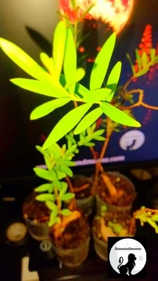 Sun Opener/Sinicuichi  Heimia salicifolia Live Plants and Seeds Organic Homegrow - Image 1 of 4