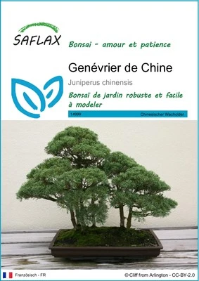 SAFLAX - Graines - Genévrier de Chine - 30 Graines - Photo 1/4