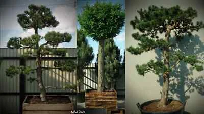 Bonsai big trees Pinus Nigra  200cm - 400cm  Pušis Juodoji  Robinia Pseudoacacia - Image 1 of 4