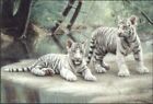 Charles Frace White Tiger Cubs Fine Art Print Poster New 9x12 