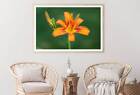 Orange Tiger Lily View Photograph Print Premium Poster High Quality Choose Sizes