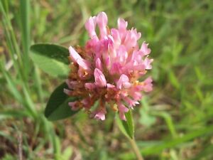 200+ Strawberry Clover Seeds USA Harvested pollinator bee butterfly
