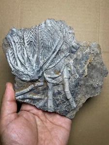 584g Trias natürliches Crinoid Probe geologisches Gestein - Bild 1 von 22