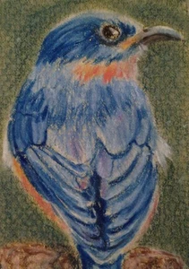 Aceo blue bird Art card in colored pencils - Picture 1 of 1
