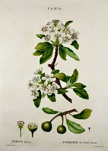 1801 Pear, Fruit, Bessa, Gabriel, folio stipple engraving, hand finish - Picture 1 of 6