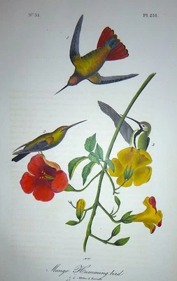 Audubon  1st ed Octavo    MANGO HUMMINGBIRD    Birds of America  1840  original - Image 1 of 4