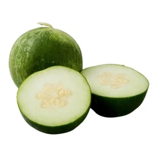 Carosello Tondo Barattiere cucumber melon 10+ seeds - cantaloupe variety Cu 061 - Picture 1 of 1