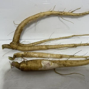 Poke Weed Root & Dried Berries American Phytolacca  NJ - Picture 1 of 21