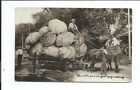 Real Photo Postcard Post Card Exaggeration Horse Wagon Cabbages Men