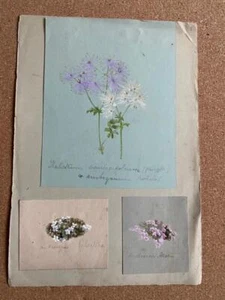 Mid 1800s WATERCOLOURS by SALTER 3 FLOWER PAINTS ON PAGE - Picture 1 of 5