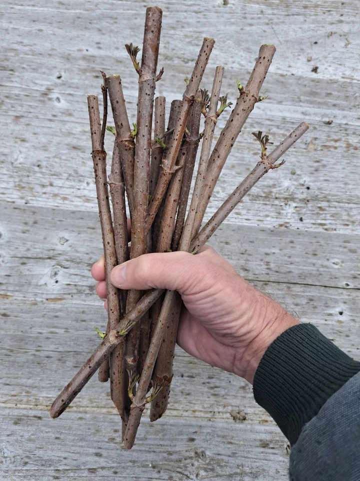 10 American Elderberry Cuttings - Image 1 of 1