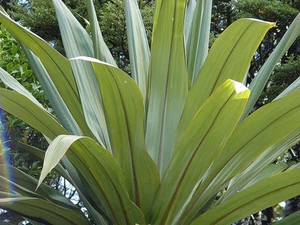 Blu Dracaena, Cordyline indivisa, semi (sempreverde tropicale) - Foto 1 di 8