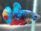 live+betta+fish+AVATAR+fancy+male+Ready+to+breed+form+thailand+Real+picture