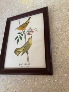 Print,YELLOW WARBLER,Chromo,Birds of Pennsylvania,Warren,1888 - Picture 1 of 4