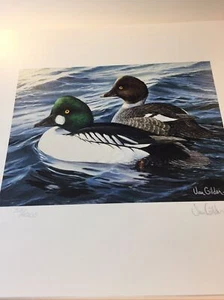 Minnesota Duck Print,Van Gilder,1987,Signed Stamp, Unframed.Mint Print,318/4200. - Picture 1 of 12