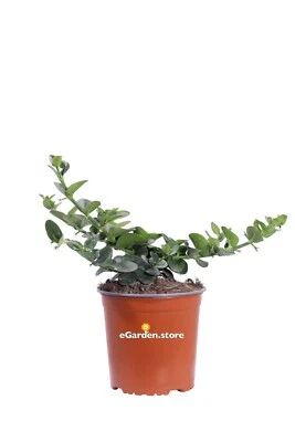 Pianta di Carissa Macrocarpa Grandiflora vera resistente fiore bianco da esterno - Immagine 1 di 3