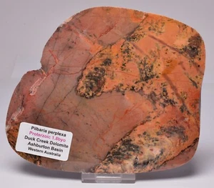 STROMATOLITE, PILBARIA PERPLEXA, DUCK CREEK DOLOMITE, Australia S784 - Foto 1 di 4