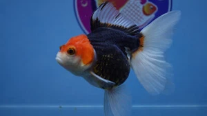 Goldfish Red/Black Rosetail Oranda Female - Picture 1 of 6