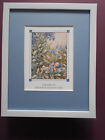 Cicely Mary Barker print 'The Song Of The Forget-Me-Not Fairy'  FRAMED