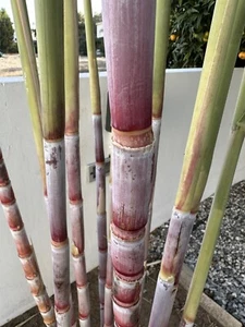 6 FRESH CUTTINGS SUGARCANE GREEN OR PURPLE - TROPICAL PLANT - Picture 1 of 15
