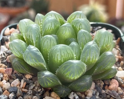 Planta suculenta de cactus Haworthia joeyae Foto 1 de 3