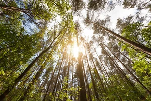Carta da parati fotografica foresta alberi natura - carta da parati incollata o carta da parati autoadesiva - Foto 1 di 2