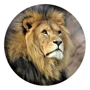 lion head animal face Pendant 925 Sterling Silver 22" Necklace Gold Award Art - Picture 1 of 9