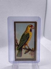 1910 T42 Bird American Tobacco Company Gold Boarder Cigarette Cards