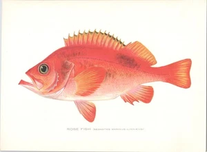 Original c 1900 Antique S.F. DENTON Color Fish Print - Rose Fish - Picture 1 of 1
