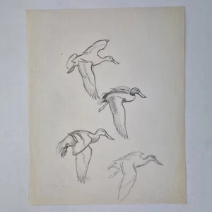 Sir Peter Markham Scott Unsigned Pencil Sketch Drawings Of Flying Ducks - Picture 1 of 7