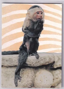 Ace Ventura When Nature Calls 1995 Foil Card H3 No Monkey Business - Bild 1 von 2