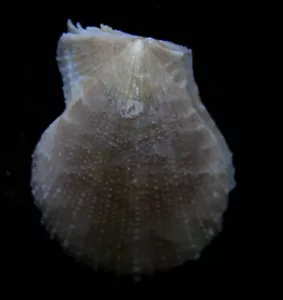 seashell Chlamys cuneata 17/18 mm gema/F++ - Imagen 1 de 3