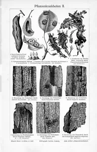 1905 TREE DISEASES PLANT ENGRAVING ILLUSTRATION PRINT 1 PAGE - Picture 1 of 3