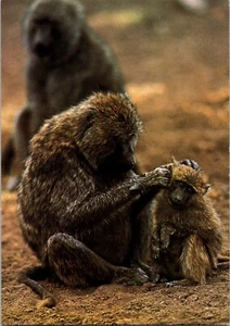 Postal Anubis Babuino Adulto y Niño Oliva Babuino Papio anubis - Imagen 1 de 2