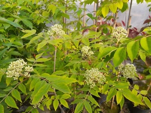 Euodia hupehensis, Bienenbaum 150-160cm Tausendblütenstrauch Tetradium daniellii - Bild 1 von 4