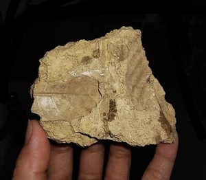 ¡¡INCREÍBLES AMONITAS!! FÓSIL DE PLANTA HOJA NATURAL, DEL OESTE DE JAVA, INDONESIA, 90 MM - Imagen 1 de 5
