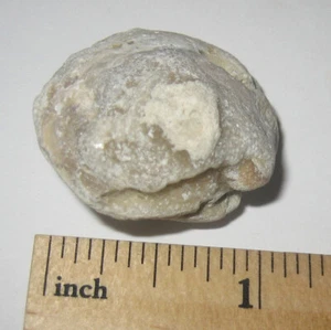 1,2 Zoll KLEINER SELTENER NATÜRLICHER CALCITMUSCHEL FOSSILER STEIN AUS FLORIDA USA ~ 16 Gramm * 9 - Bild 1 von 2