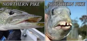 Divertido refrigerador / imán caja de herramientas Pike Fish Redneck Hillbilly - Imagen 1 de 1