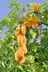 5 AVERRHOA CARAMBOLA-SAMEN + KOSTENLOSER VERSAND - Bild 1 von 1