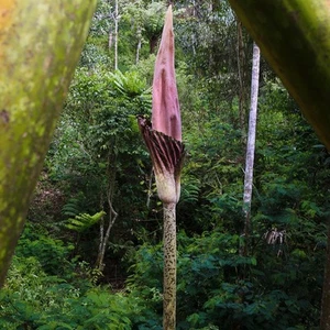 Aroid (Amorphophallus gigas) - germinated seed - Bild 1 von 4